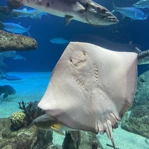 Meet your Posher, Scott